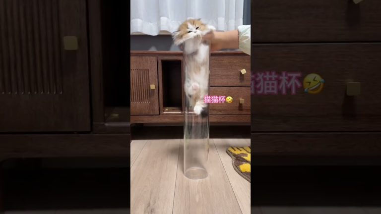 Liquid Cat Cups Confusing Behavior of Cats Munchkin Dwarf