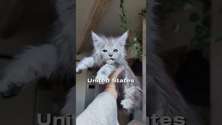 Maine Coon – The “Gentle Giant” of the Cat World! 🐾✨