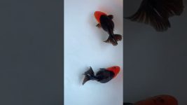 The perfect combination of red and black. #koi #fish#goldfish #aquarium  #howtocreateguppyfishstrain