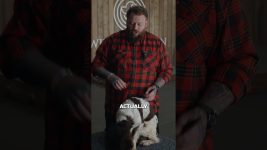 Why I HATE The Springer Spaniel