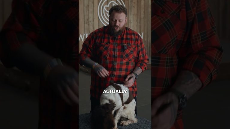 Why I HATE The Springer Spaniel