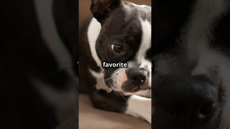Boston Terrier | The Charming and Playful Gentleman | Facts and Care Tips #dogs #dog #pet #pets