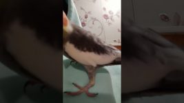 Crazy meetho ❤️#birds #meetho #cockatiel #parrot #cute #pets #sweet # our meetho 🥰🥰🥰🥰