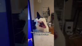 Funny Cat Behavior🤣🤣🤣😂😂 #Cat #Cats #Cutecat #Catliver #fyp #funnyanimals #kitty #usa #foryou