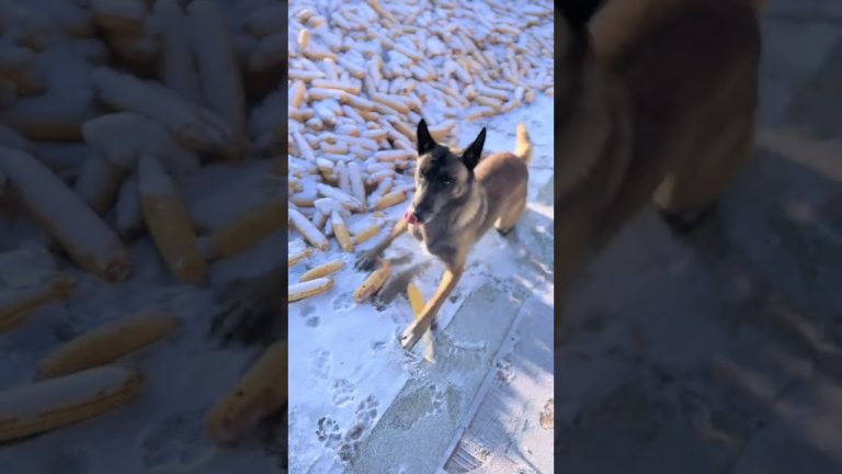 In a dangerous moment, the dog's behavior is really great! The dog has become a spirit