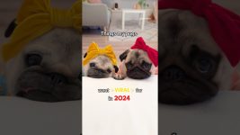 Things my PUGS went VIRAL for in 2024! ❤️✨ #pug #dog #shorts