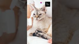 Top 10 human medications dangerous for cats #cat#care #dangerous #health #medicine #meditation#viral