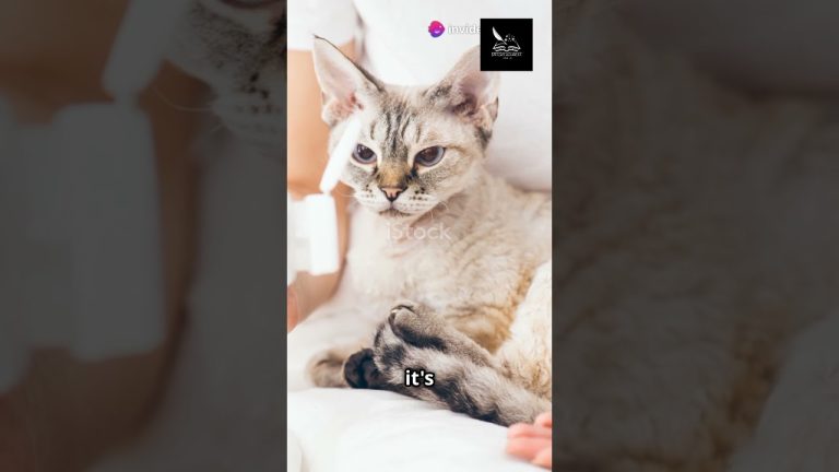 Top 10 human medications dangerous for cats #cat#care #dangerous #health #medicine #meditation#viral