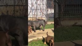 @americanbully.crb.kennel: #dog #pets #dogs #puppy #doglover