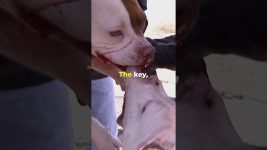 Crew Jumps In To Break Up Dangerous Dog Fight #dogwhisperer #dog #cesarmillan