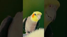Cute Communication 🥰 #cockatielscraze #birdscharm #birdsinging