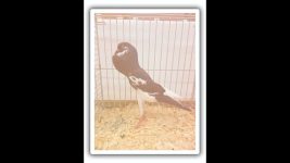 Fancy Pigeons World #fancypigeon  #birds #beautiful #birdslover #birdspecies #pets #viralshorts