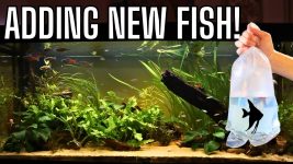 Getting NEW RARE Fish For My Juwel Rio 450!