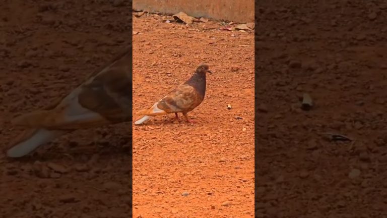 Pigeon video #shortsvedio #shortvideo #animals #birds
