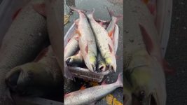 The goldfish farm raises grass carps for cured fish in Spring Festival. #koi#goldfish #fish