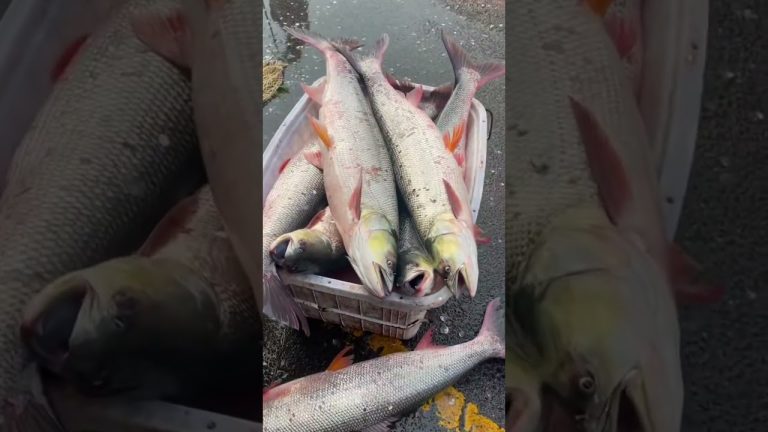 The goldfish farm raises grass carps for cured fish in Spring Festival. #koi#goldfish #fish