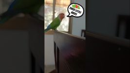 Three Little Birds 💚❤️💚 #birds #cockatielscraze