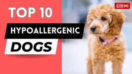 Top 10 Hypoallergenic Dog Breeds That Are Cute and Shed-Free! 🐾