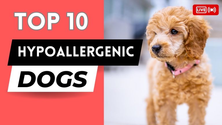 Top 10 Hypoallergenic Dog Breeds That Are Cute and Shed-Free! 🐾