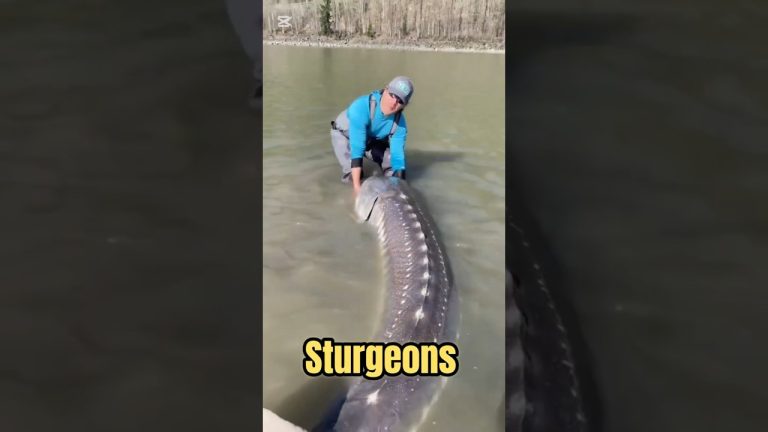 Why Sturgeon Fish Live Longer
