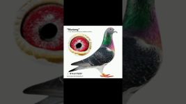 4 types of racing pigeons eyes #pigeon #pigeonpigeon #birds #eyes #racing pigeon