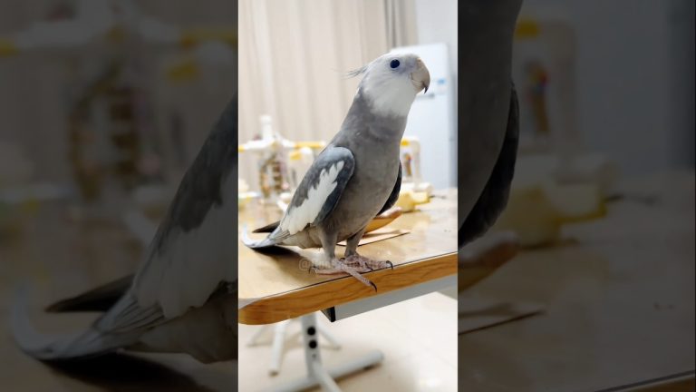 Adorable Cockatiel Skyler's Cute Singing Moments 🎶🦜🥰 #cockatielscraze #birdsinging #PetCommunity