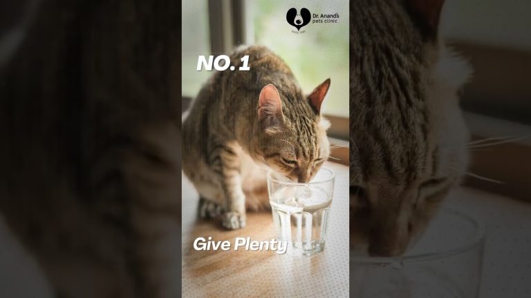 🐾 Bad Breath in Cats: What You Need to Know! 🐾