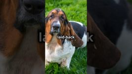 Basset Hound | The Laid-Back and Loyal Tracker | Facts and Care Tips #dogs #dog #pet #pets #doglover