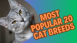 Cat Lovers Rejoice! These 20 Breeds Are a Must Know, Cat breeds from different countries