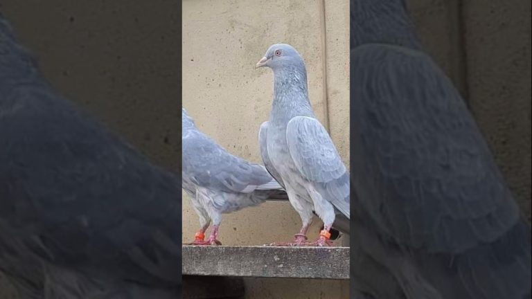 Dab wala,kamager,choha,chhath wala,golden #viralvideo ##trendingvideo #pigeon #kabootarlovers #birds