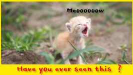 What if the cats disappeared ? #Cats #cat