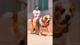 World biggest guardian dog breed 🔥😱 alabai Asian shepherd 😱🔥 #dog #alabai #pitbull#pitlove #dogbreed