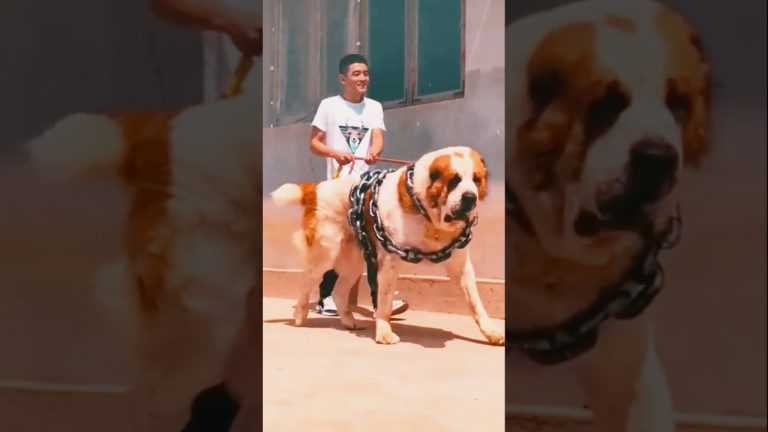 World biggest guardian dog breed 🔥😱 alabai Asian shepherd 😱🔥 #dog #alabai #pitbull#pitlove #dogbreed