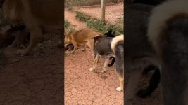 #dog #Dogbehavior#dogfunny A special way for dogs to say hello