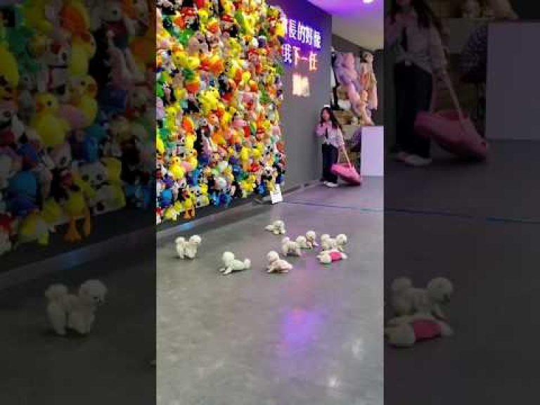 teacup dog breeds / teacup puppies 🐕 #shorts #dog #toys #cute #puppy