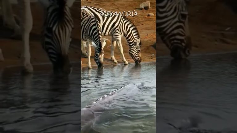 zebra & sturgeon #shorts #animals #sturgeonfishing #zebra