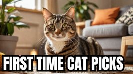 10 Best Cat Breeds for First Time Cat Parents