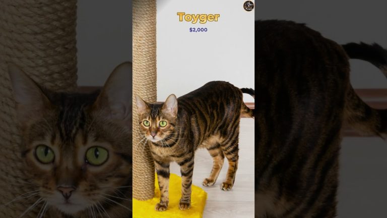 10 Most Expensive Cat Breeds in the Worlde Part-2 #cat #ytshort