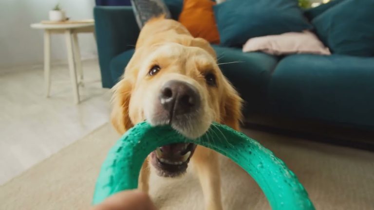 10 Ways Your Dog Says 'I Love You' | Dog Behavior Explained”