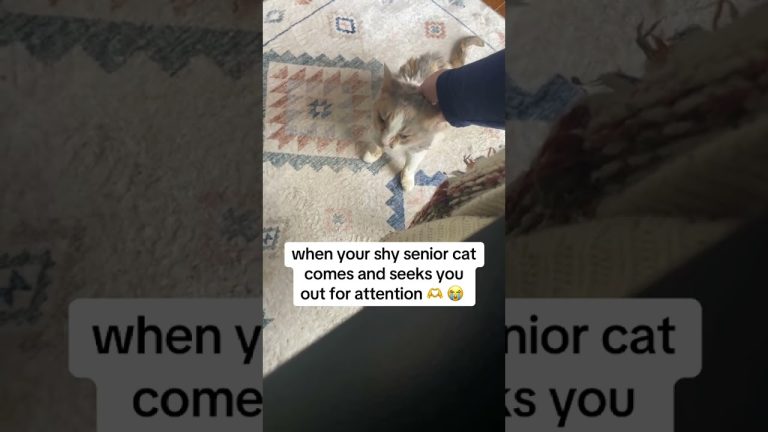 @hushpuppyandcoleslaw: #catlover #cat #cats #kitty #kitten