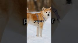 Akita | The Loyal and Dignified Protector | Facts and Care Tips #dogs #doglover #dogs #doglife