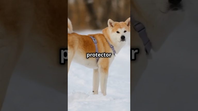Akita | The Loyal and Dignified Protector | Facts and Care Tips #dogs #doglover #dogs #doglife