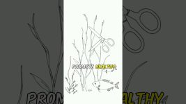 Aquarium Zen: The Art of Fish Tank Maintenance