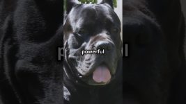 Cane Corso | The Powerful and Loyal Protector | Facts and Care Tips #dogs #dog #pet #pets #doglover