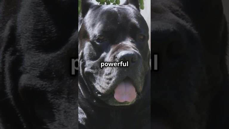 Cane Corso | The Powerful and Loyal Protector | Facts and Care Tips #dogs #dog #pet #pets #doglover