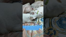 Cat behavior explained #cattrivia #catspurrific #cats#catsytube #catsgrooming#catbehavior #whitecats