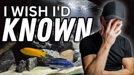 If Only I'd KNOWN THIS Before I Started Keeping African Cichlids
