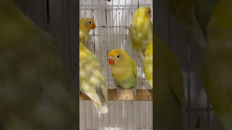 Love Birds Mutations #atifaslam #birds #lovebirds #shorts #trending #viralvideo