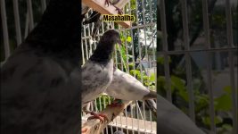 Masahallha- #music #explore #song #love #birds #kobuter #artmusic #pigeon #kobutar #classicalmusic