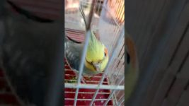 Meetho ❤️#birds #meetho #cockatiel #parrot #cute #pets #sweet # our meetho#viralshorts